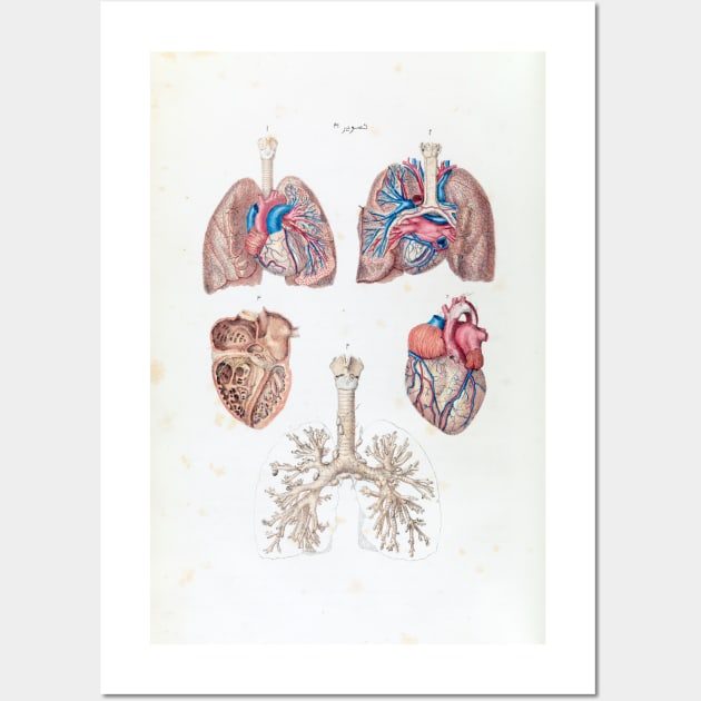 Vintage Anatomy of Human Heart and Lungs Wall Art by pdpress